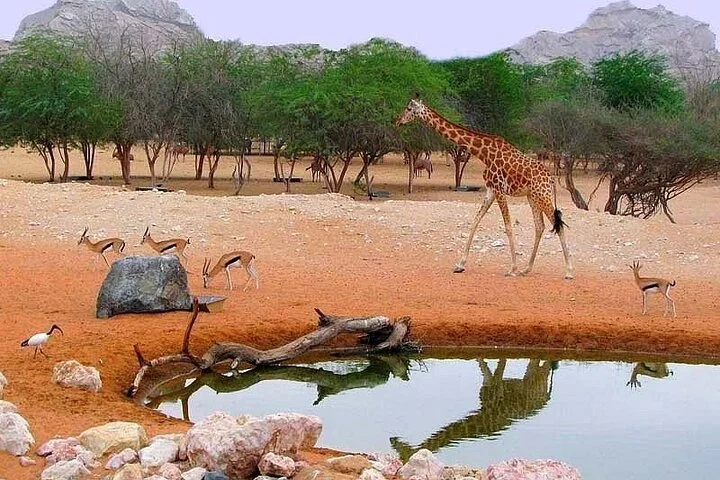 Private Garden City Tour with Zoo Ticket at Al Ain
