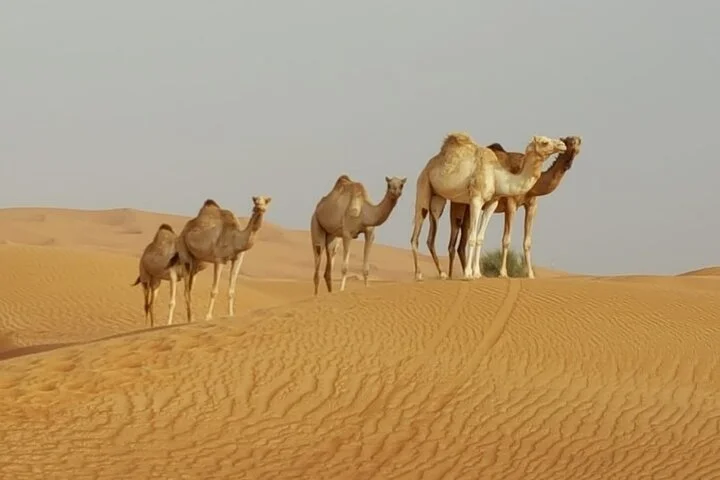 Private Morning Desert Safari From Dubai