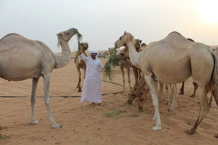 Private Morning Desert Safari From Dubai