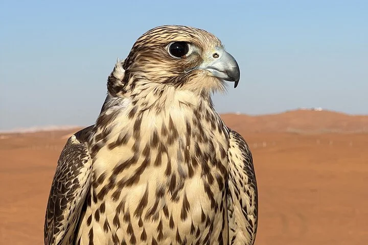 Private Morning Desert Safari with Camel Ride Falcon Photos