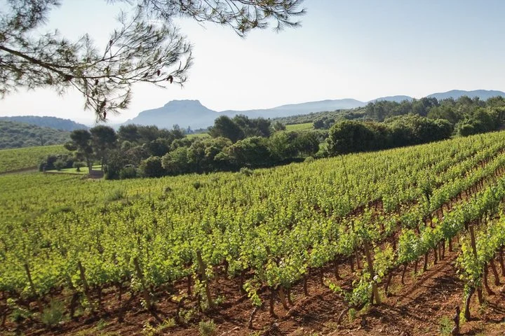 Provence Wine Tour - Private Day Tour from Cannes