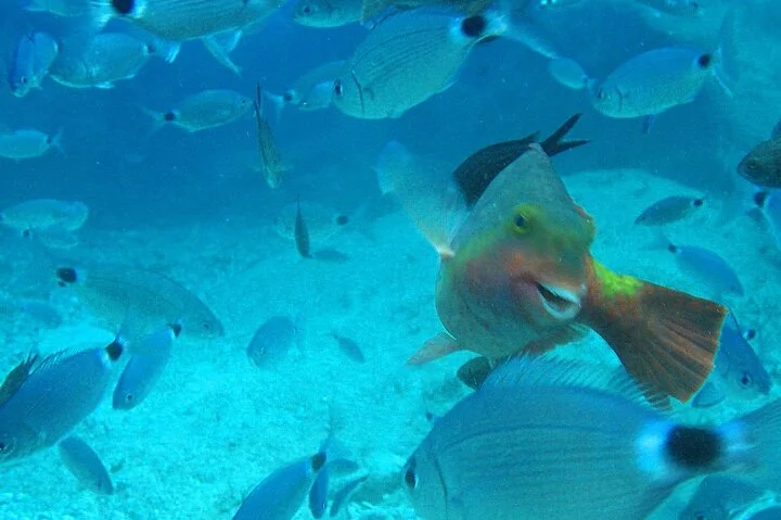 Scuba Diving Experience Tour from Side