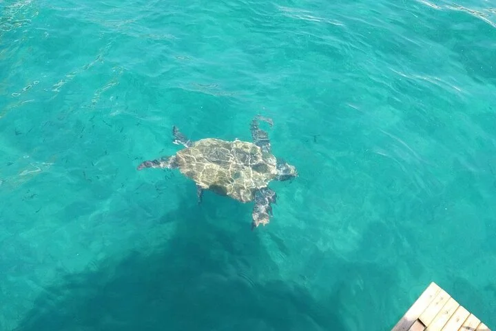 Sea Turtle Swimming And Waterfal Boat Trip