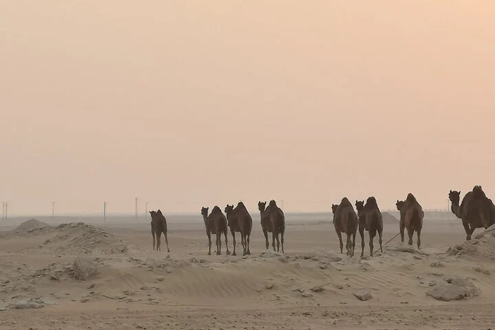 Shared Desert Safari Tour Dubai with Dinner Included