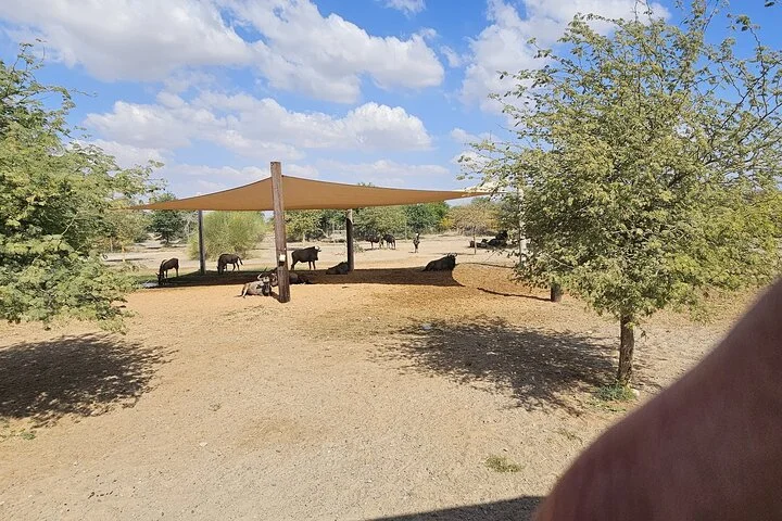 Sharjah Safari: A Wildlife Adventure Like No Other