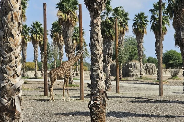 Sharjah Safari: A Wildlife Adventure Like No Other