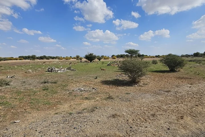 Sharjah Safari: A Wildlife Adventure Like No Other