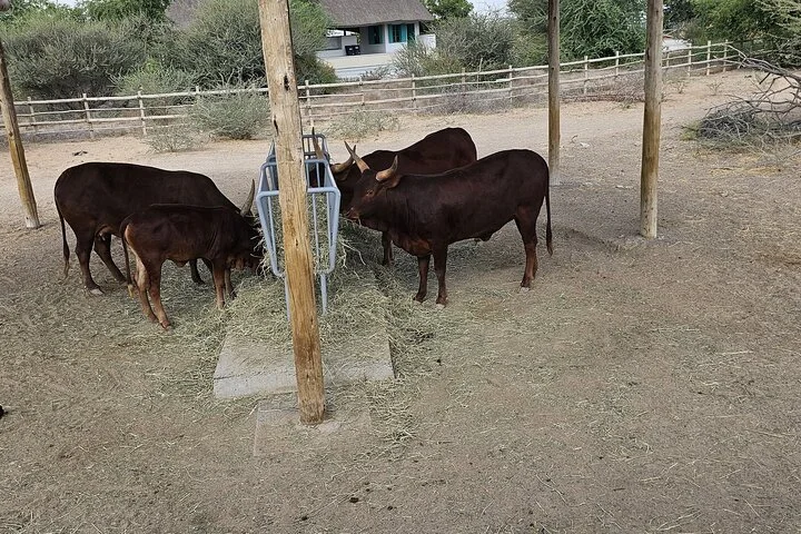 Sharjah Safari: A Wildlife Adventure Like No Other