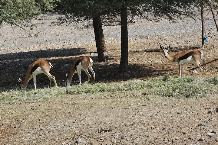 Sharjah Safari: A Wildlife Adventure Like No Other