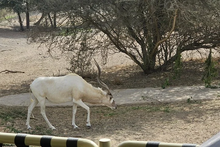 Sharjah Safari: A Wildlife Adventure Like No Other
