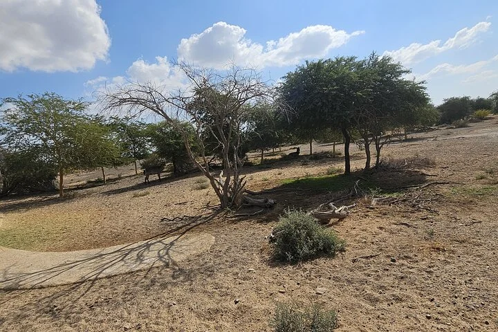 Sharjah Safari: A Wildlife Adventure Like No Other