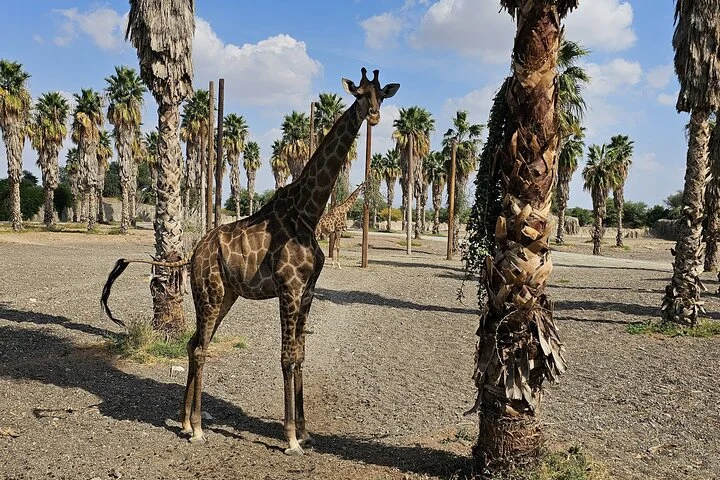 Sharjah Safari: A Wildlife Adventure Like No Other