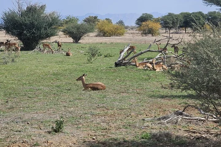 Sharjah Safari: A Wildlife Adventure Like No Other
