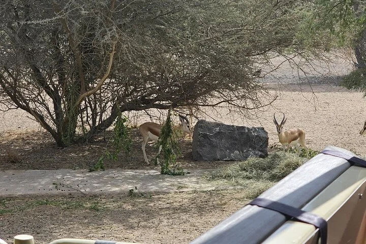 Sharjah Safari: A Wildlife Adventure Like No Other