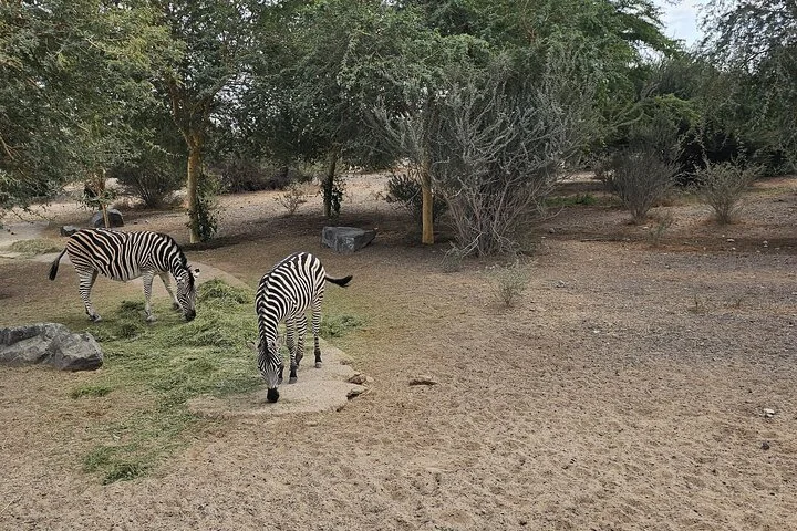 Sharjah Safari: A Wildlife Adventure Like No Other