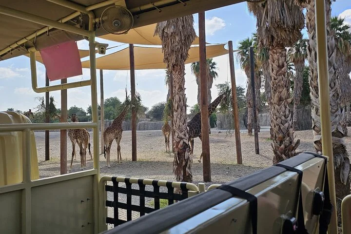 Sharjah Safari: A Wildlife Adventure Like No Other