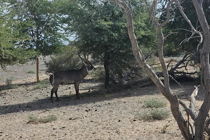 Sharjah Safari: A Wildlife Adventure Like No Other