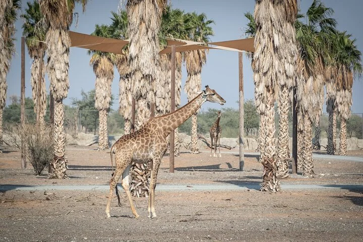 Sharjah Safari: A Wildlife Adventure Like No Other
