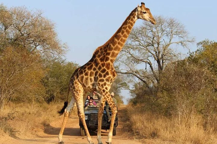 Sharjah Safari: A Wildlife Adventure Like No Other
