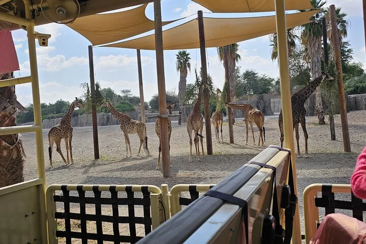 Sharjah Safari: A Wildlife Adventure Like No Other