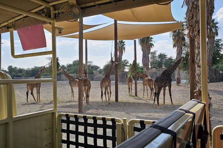 Sharjah Safari: A Wildlife Adventure Like No Other