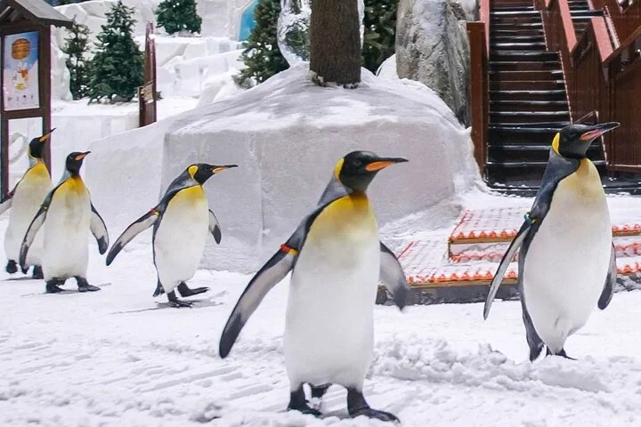 Ski Dubai Full Day Admission Ticket