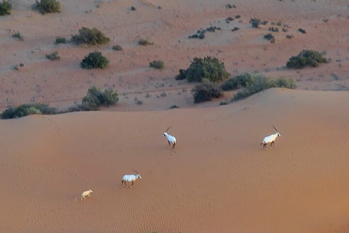 Sunrise Hot Air Balloon Flight with Breakfast Camel Ride and more