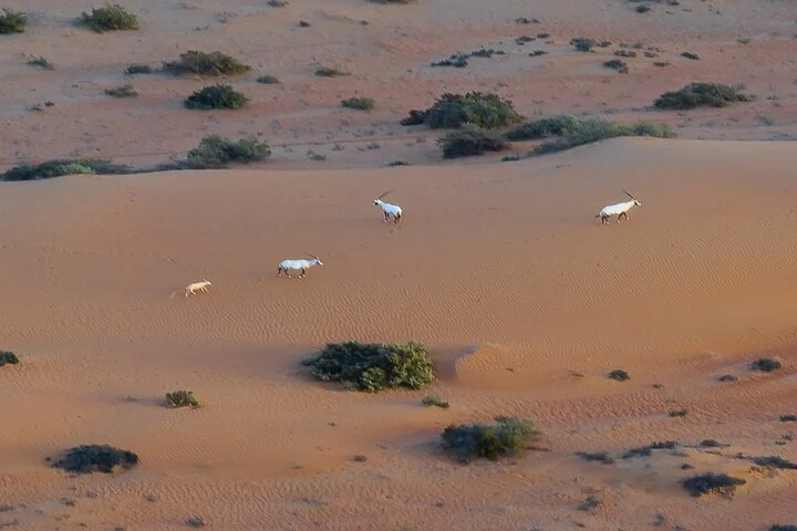 Sunrise Hot Air Balloon Ride with Buffet Breakfast and Camel Ride