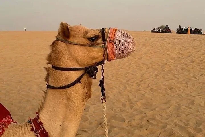 Sunset Desert Safari with Dune Bashing and Camel Rides Dinner