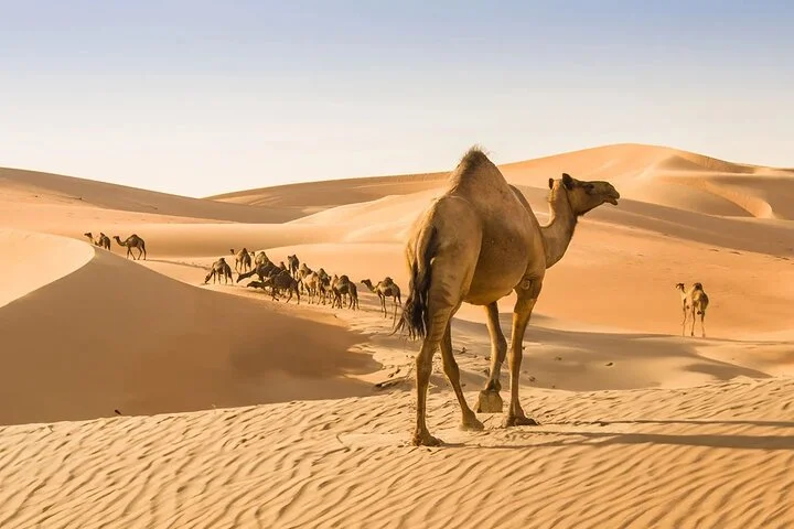 Vip Red Dune Safari with 4x4 Pick & Drop, Camel Ride, BBQ Dinner