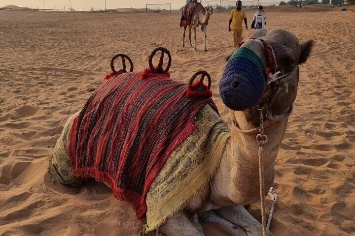 Wonder star safaris & day tours